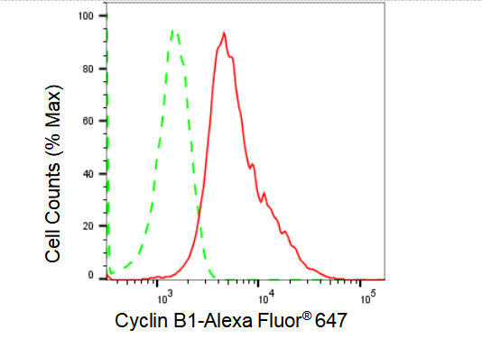 [KD Validated] Anti-CCNB1 Rabbit mAb [51O04N11]