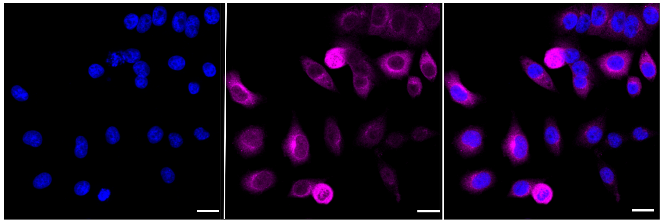 [KD Validated] Anti-CCNB1 Rabbit mAb [51O04N11]