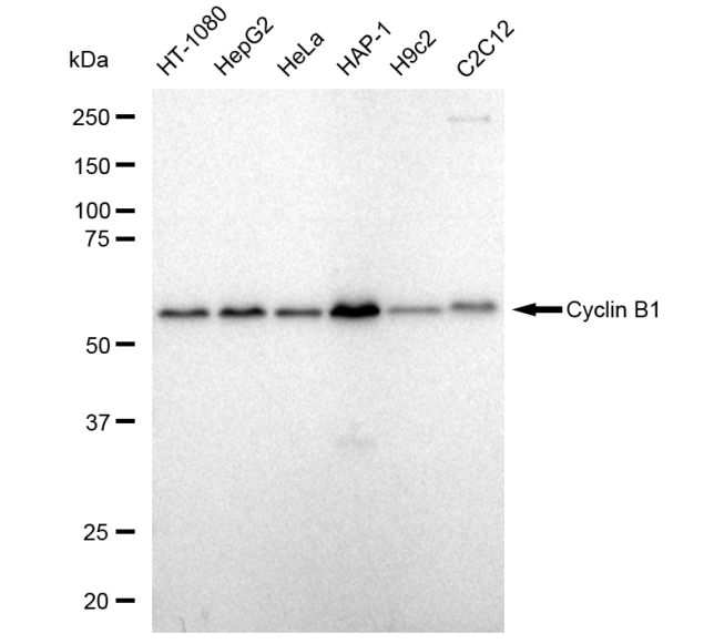 [KD Validated] Anti-CCNB1 Rabbit mAb [51O04N11]
