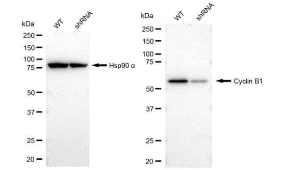 [KD Validated] Anti-CCNB1 Rabbit mAb [51O04N11]