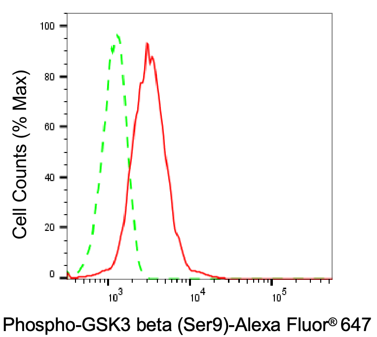 [KD Validated] Anti-GSK3B Rabbit mAb [21H00B19]