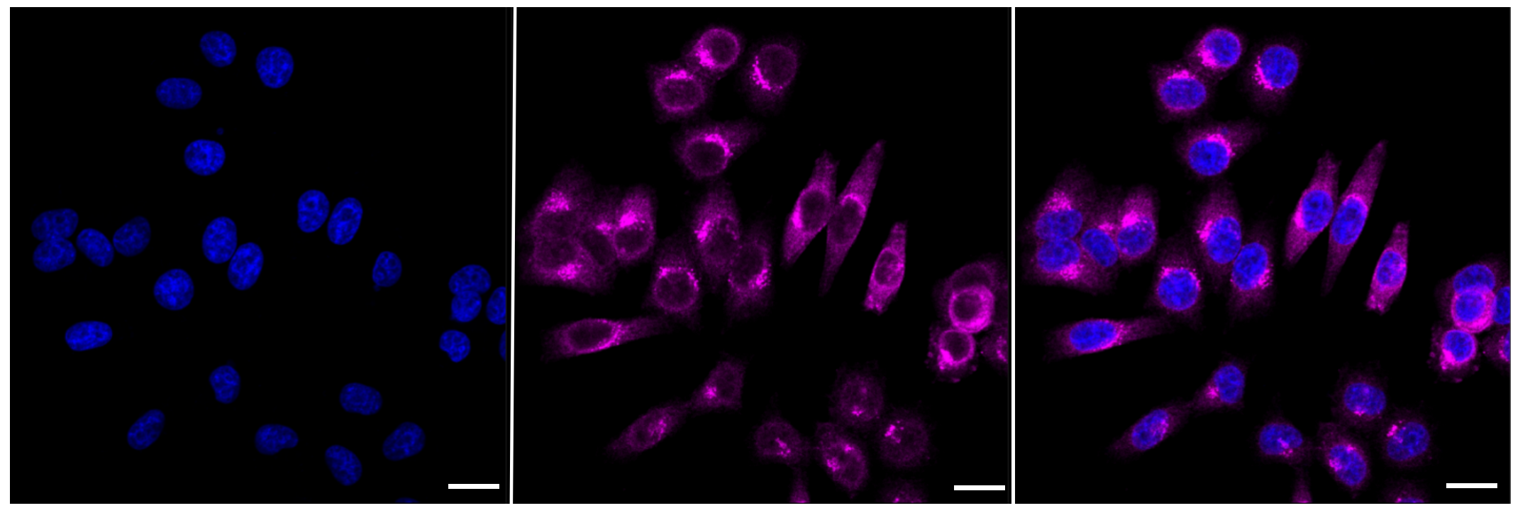 [KD Validated] Anti-GSK3B Rabbit mAb [21H00B19]
