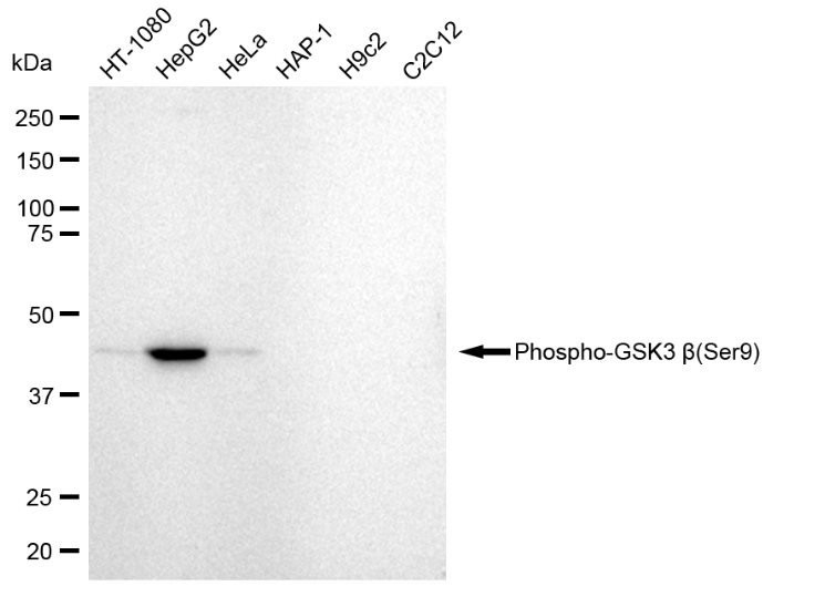 [KD Validated] Anti-GSK3B Rabbit mAb [21H00B19]