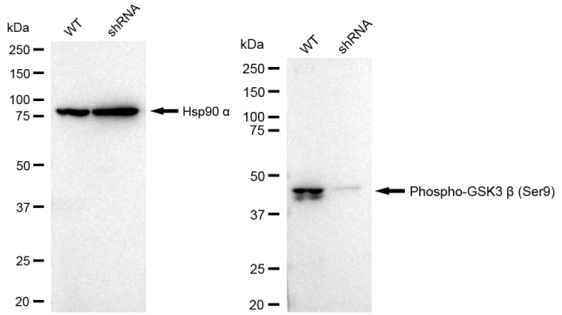 [KD Validated] Anti-GSK3B Rabbit mAb [21H00B19]