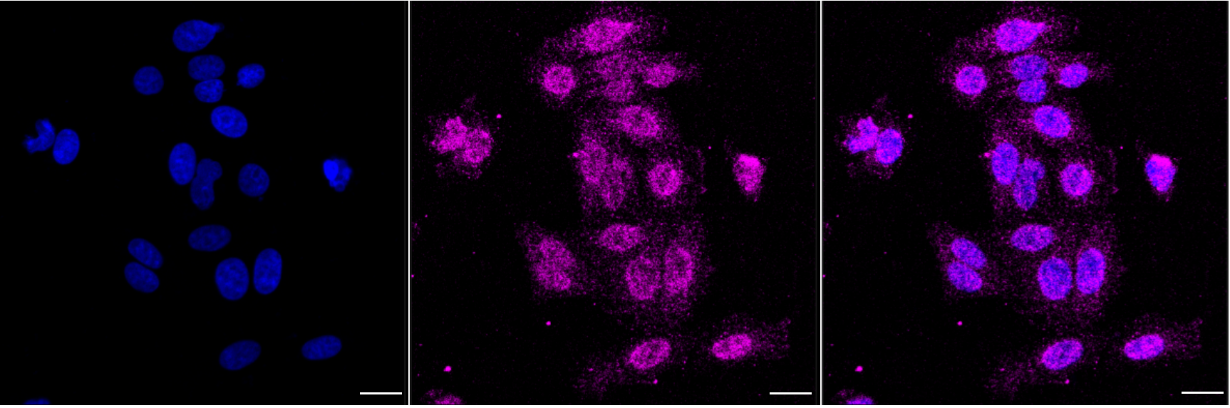 [KD Validated] Anti-TSC2 Rabbit mAb [76B70R61]