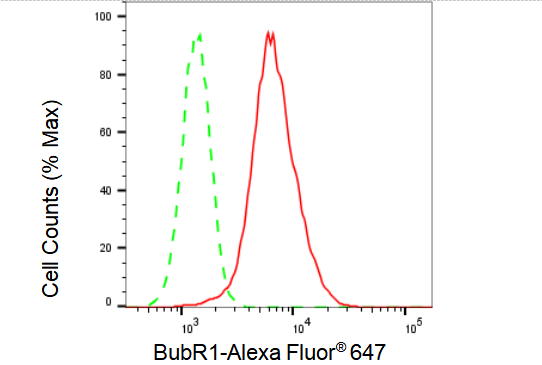 [KD Validated] Anti-BUB1B Rabbit mAb [33S56O75]
