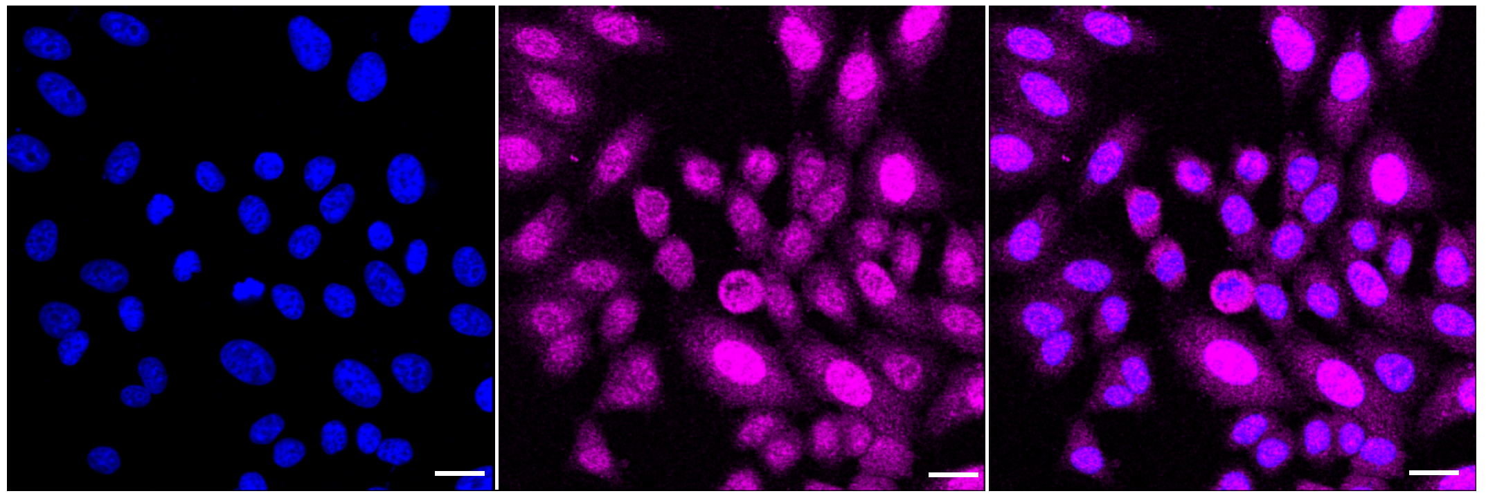 [KD Validated] Anti-BUB1B Rabbit mAb [33S56O75]