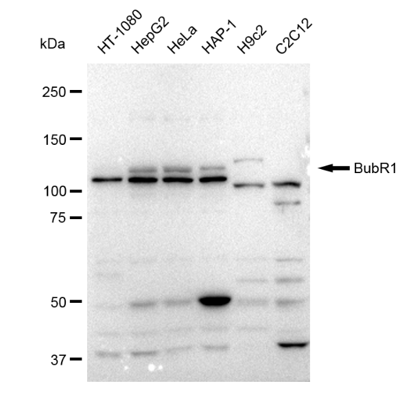[KD Validated] Anti-BUB1B Rabbit mAb [33S56O75]