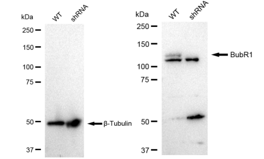 [KD Validated] Anti-BUB1B Rabbit mAb [33S56O75]