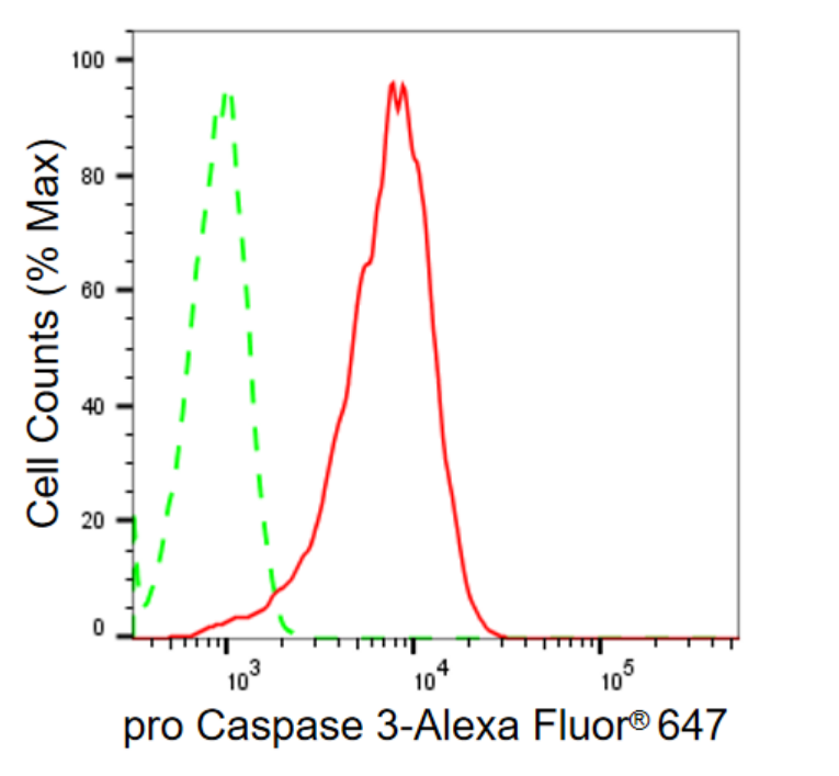 [KD Validated] Anti-CASP3 Rabbit mAb [71N74C03]