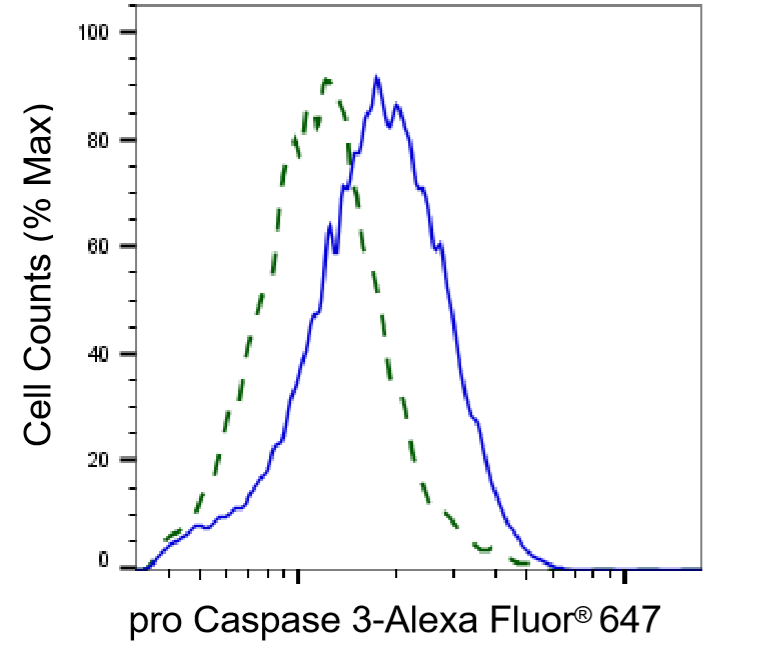 [KD Validated] Anti-CASP3 Rabbit mAb [71N74C03]