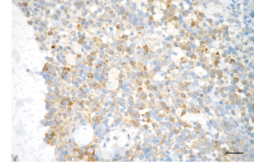 [KD Validated] Anti-CASP3 Rabbit mAb [71N74C03]