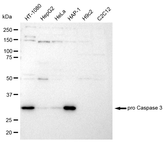 [KD Validated] Anti-CASP3 Rabbit mAb [71N74C03]