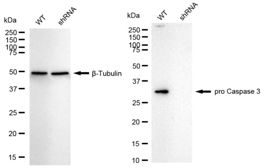 [KD Validated] Anti-CASP3 Rabbit mAb [71N74C03]