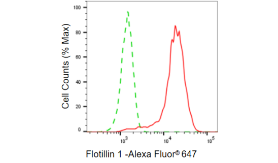 [KD Validated] Anti-FLOT1 Rabbit mAb [43A69F90]