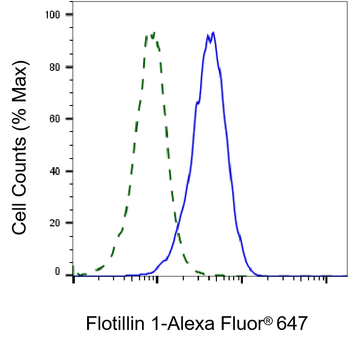 [KD Validated] Anti-FLOT1 Rabbit mAb [43A69F90]