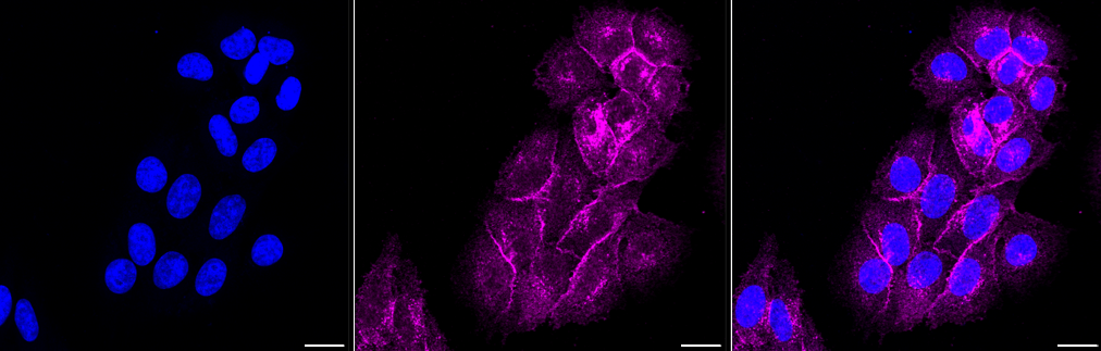 [KD Validated] Anti-FLOT1 Rabbit mAb [43A69F90]