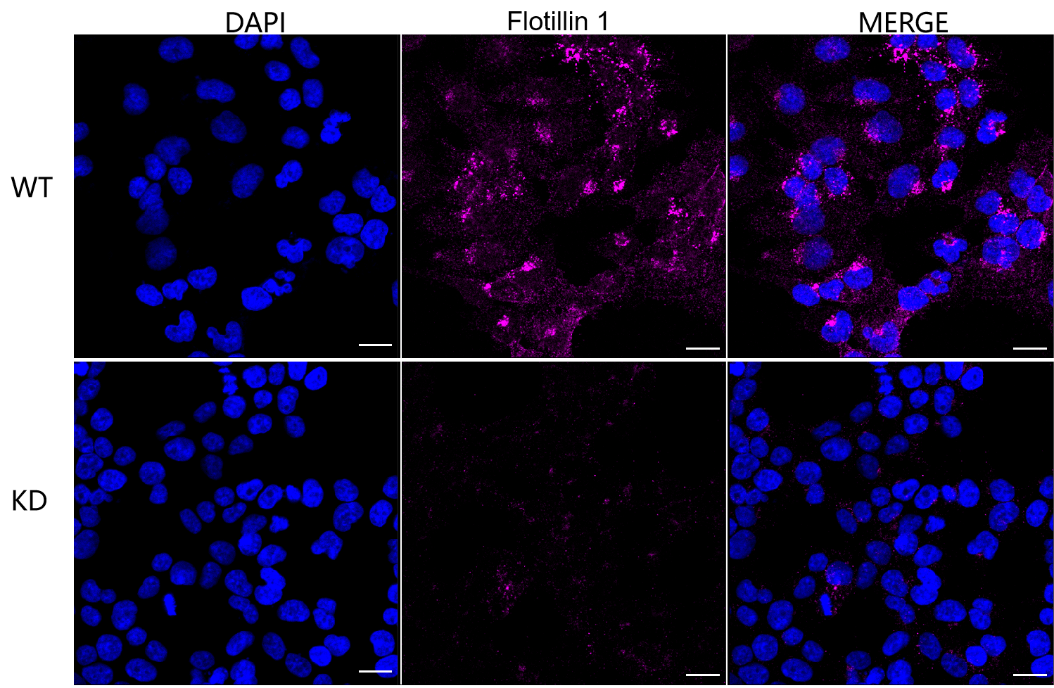 [KD Validated] Anti-FLOT1 Rabbit mAb [43A69F90]