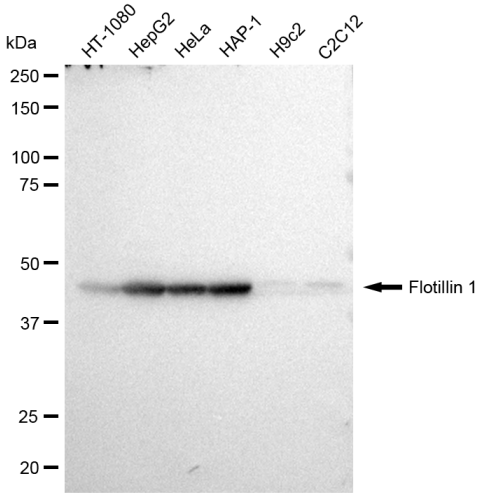 [KD Validated] Anti-FLOT1 Rabbit mAb [43A69F90]