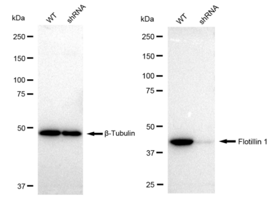 [KD Validated] Anti-FLOT1 Rabbit mAb [43A69F90]