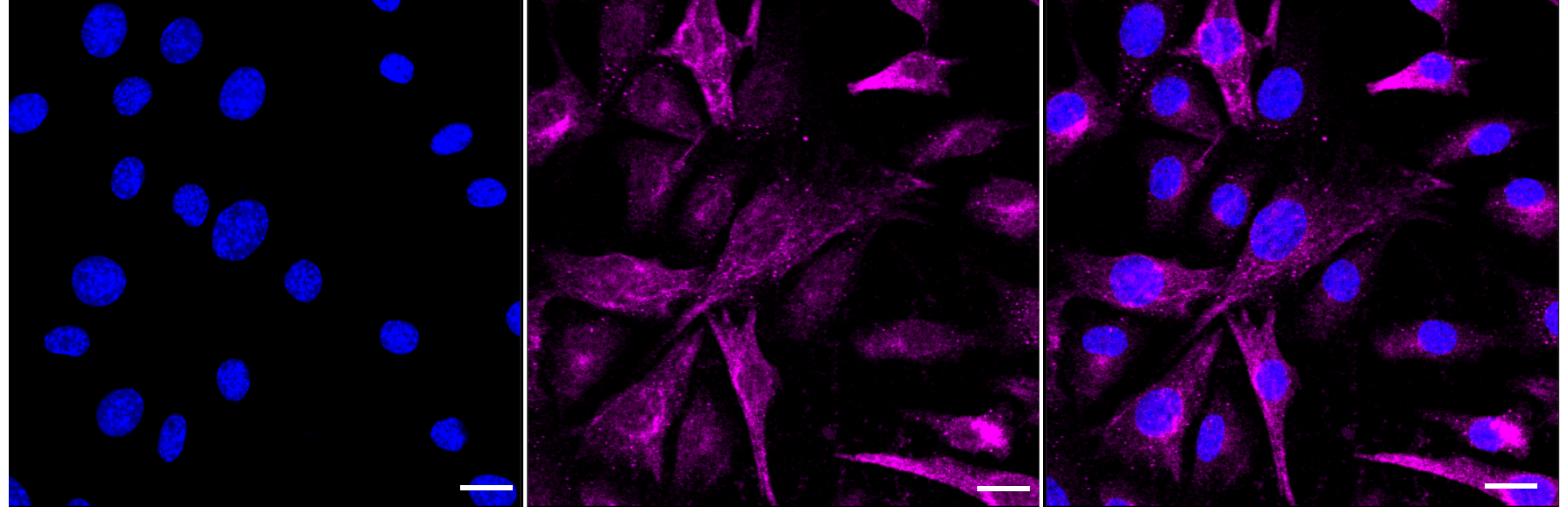 [KD Validated] Anti-AKT1S1 Rabbit mAb [67J72C97]