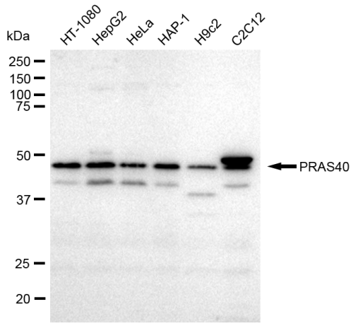 [KD Validated] Anti-AKT1S1 Rabbit mAb [67J72C97]
