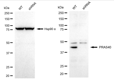 [KD Validated] Anti-AKT1S1 Rabbit mAb [67J72C97]