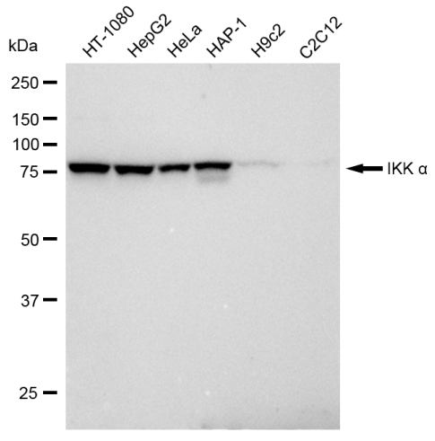 [KD Validated] Anti-CHUK Rabbit mAb [61B46B47]