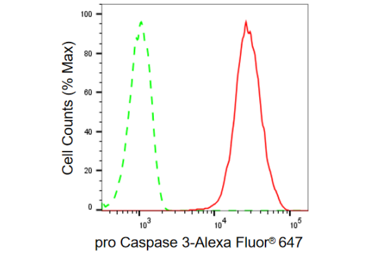 [KD Validated] Anti-CASP3 Rabbit mAb [44L99K32]
