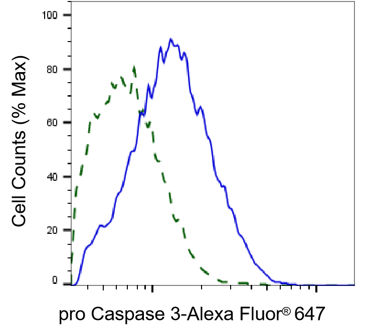 [KD Validated] Anti-CASP3 Rabbit mAb [44L99K32]