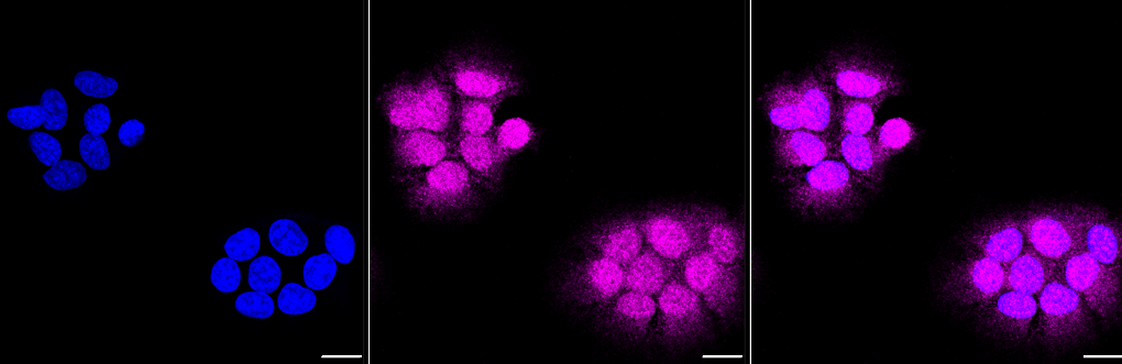 [KD Validated] Anti-CASP3 Rabbit mAb [44L99K32]