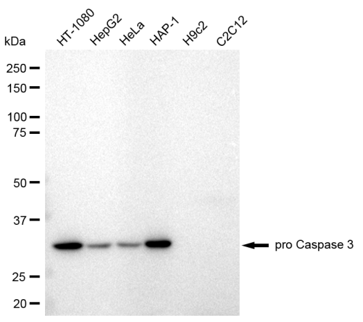 [KD Validated] Anti-CASP3 Rabbit mAb [44L99K32]