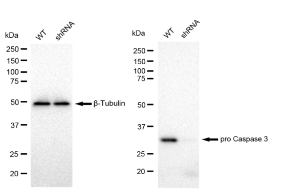 [KD Validated] Anti-CASP3 Rabbit mAb [44L99K32]