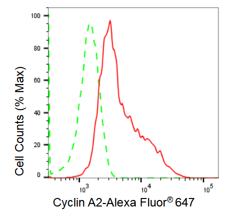 [KD Validated] Anti-CCNA2 Rabbit mAb [47C94Q74]