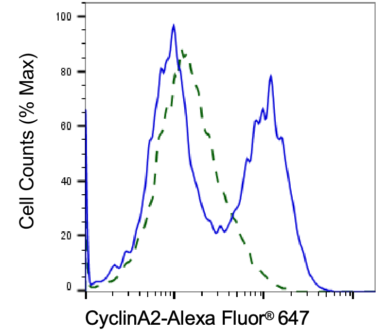 [KD Validated] Anti-CCNA2 Rabbit mAb [47C94Q74]