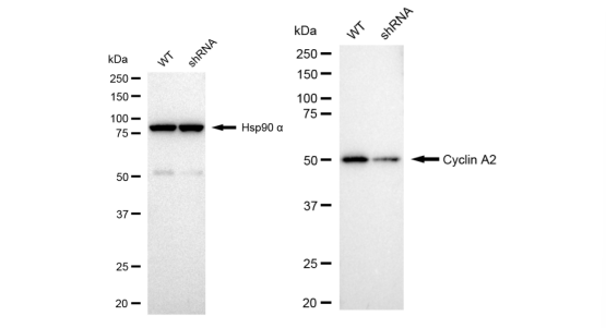 [KD Validated] Anti-CCNA2 Rabbit mAb [47C94Q74]