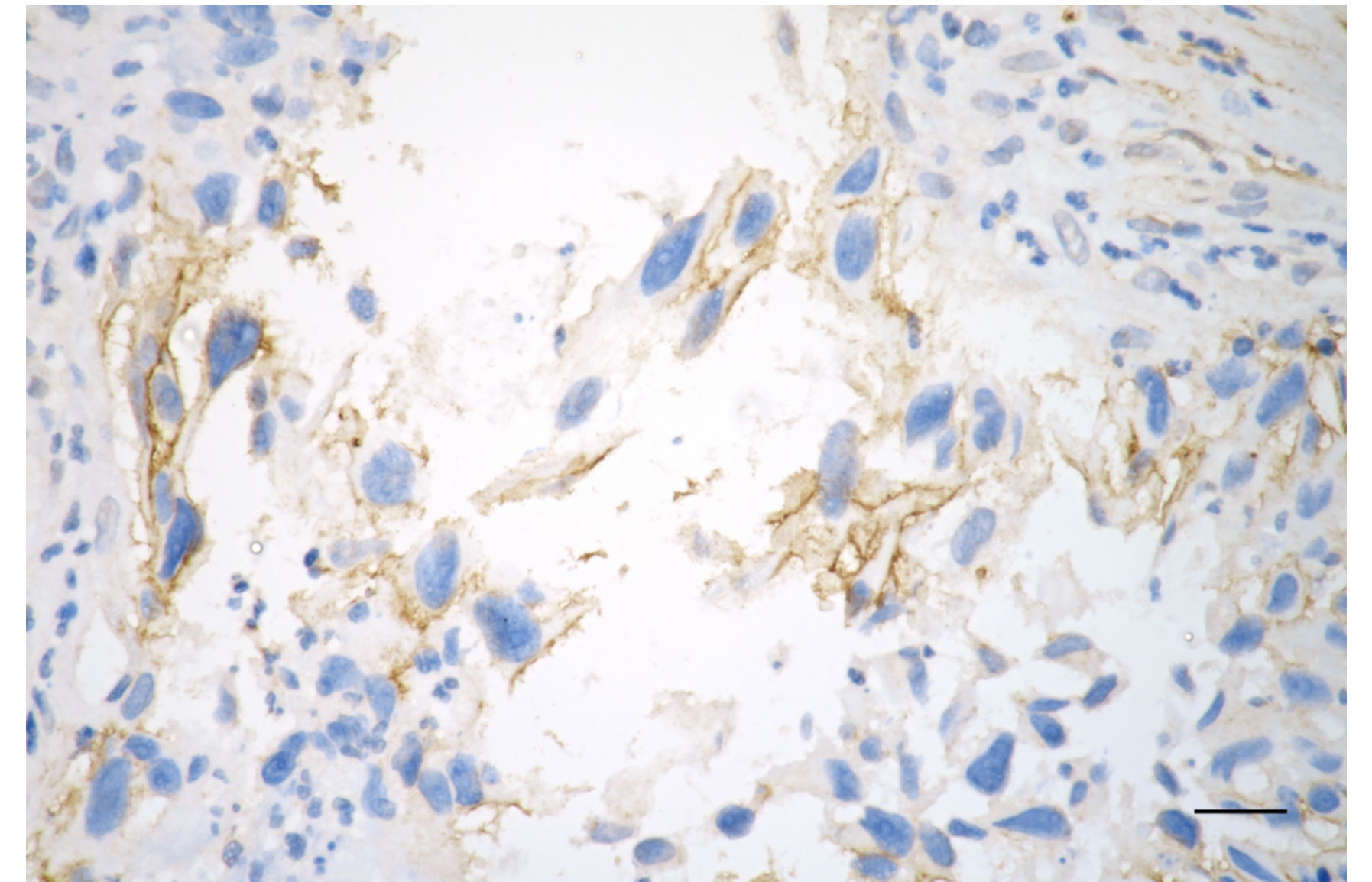 [KD Validated] Anti-ITGB1 Rabbit mAb [32D38S60]