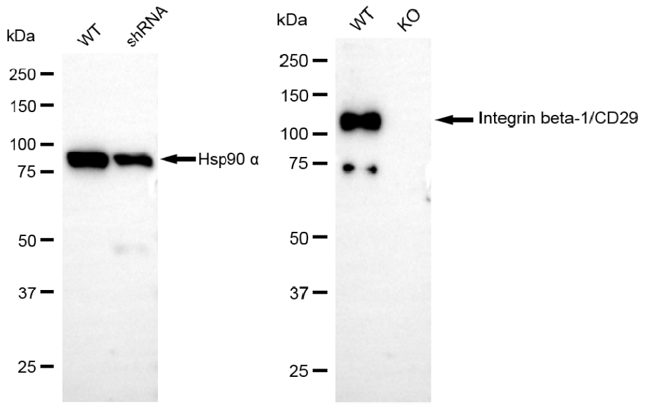 [KD Validated] Anti-ITGB1 Rabbit mAb [32D38S60]