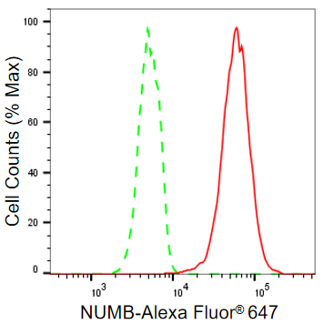 [KD Validated] Anti-NUMB Rabbit mAb [35P50Q18]