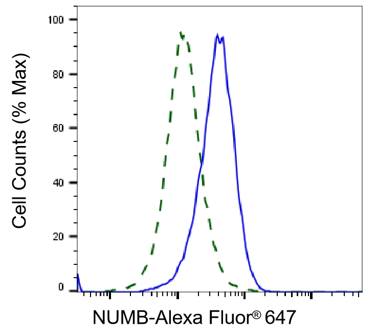 [KD Validated] Anti-NUMB Rabbit mAb [35P50Q18]