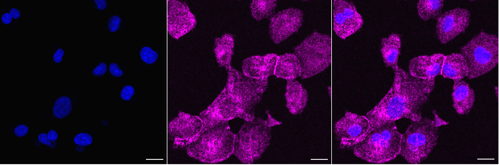 [KD Validated] Anti-NUMB Rabbit mAb [35P50Q18]