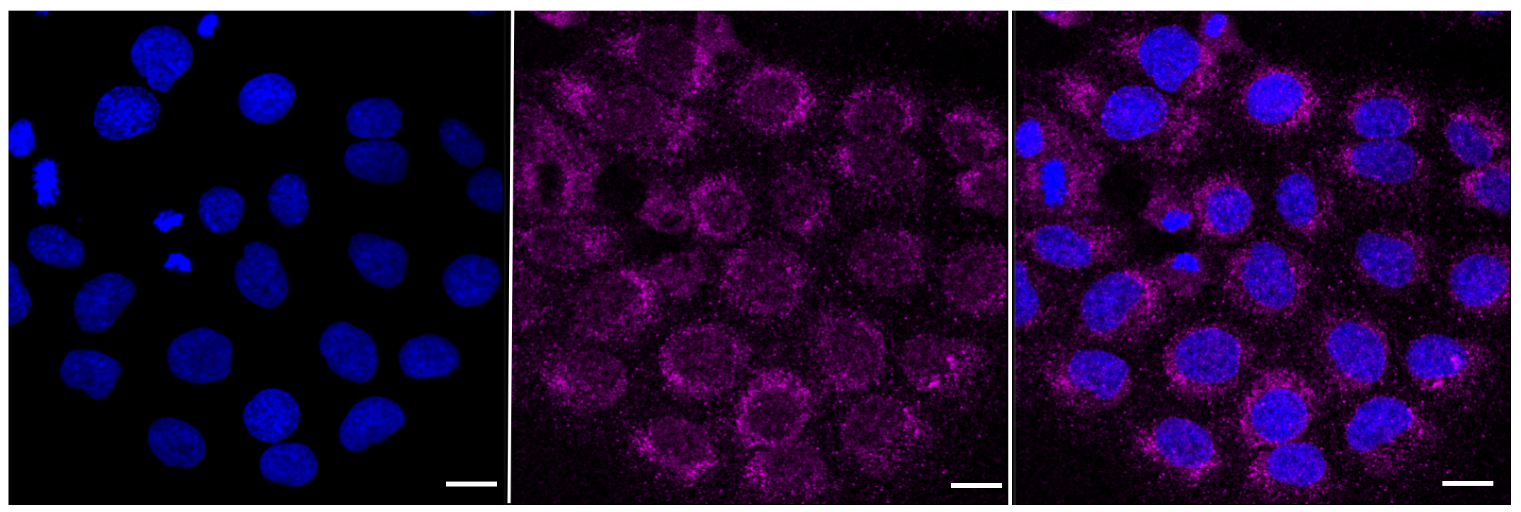 [KD Validated] Anti-ITGB1 Rabbit mAb [34A30Q21]