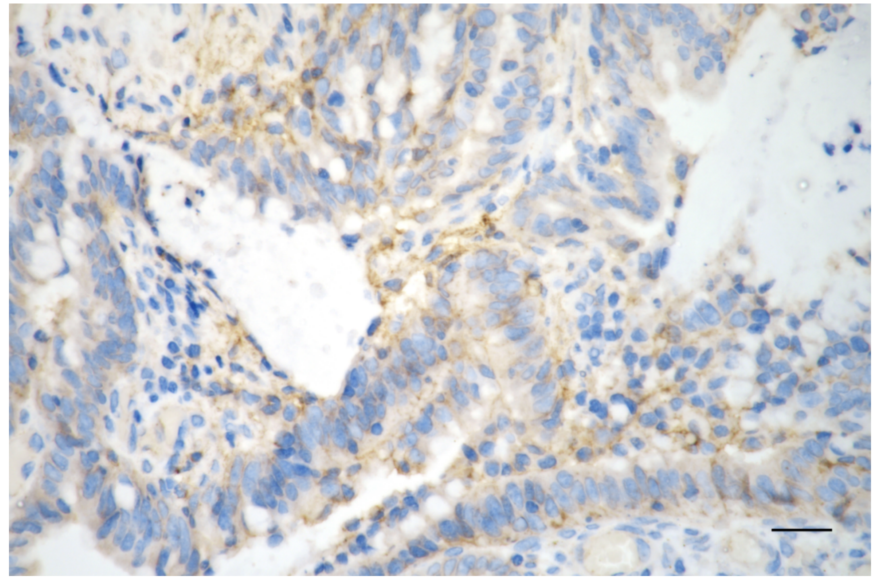 [KD Validated] Anti-ITGB1 Rabbit mAb [34A30Q21]
