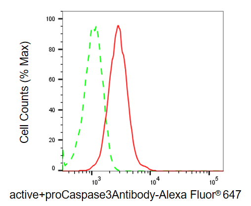 [KD Validated] Anti-CASP3 Rabbit mAb [70F92B28]