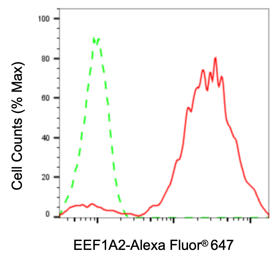 [KD Validated] Anti-EEF1A2 Rabbit mAb [40D44E33]