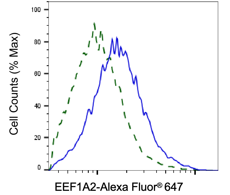 [KD Validated] Anti-EEF1A2 Rabbit mAb [40D44E33]