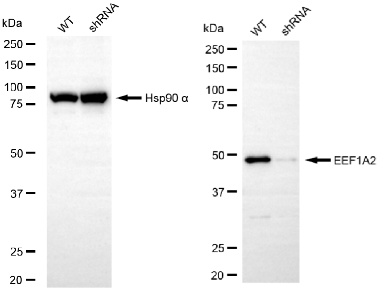 [KD Validated] Anti-EEF1A2 Rabbit mAb [40D44E33]