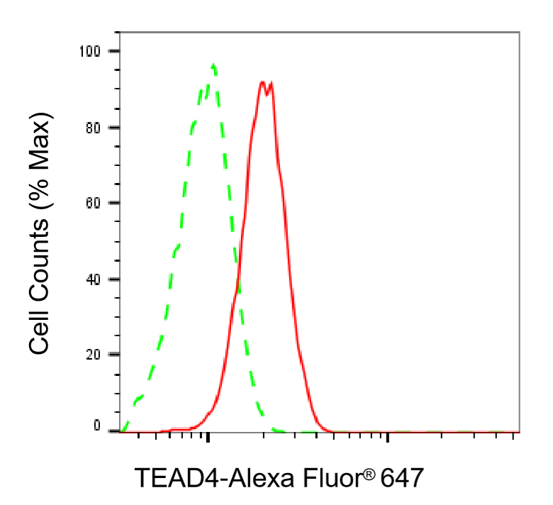 [KD Validated] Anti-TEAD4 Rabbit mAb [77D69E94]