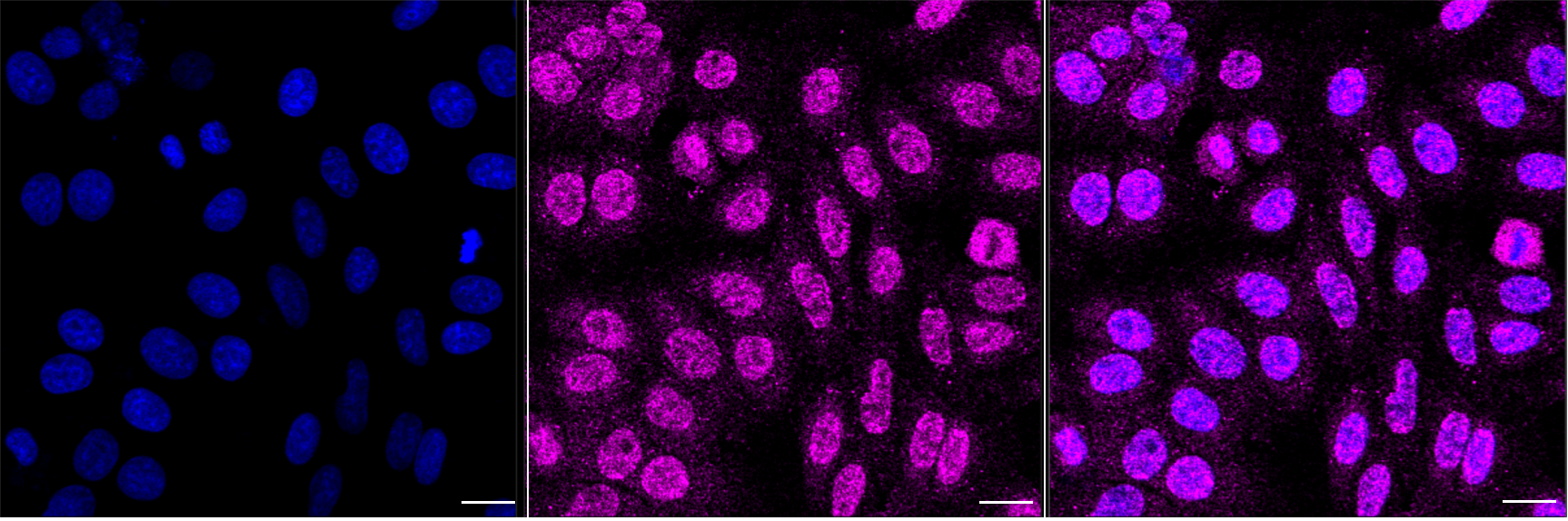 [KD Validated] Anti-TEAD4 Rabbit mAb [77D69E94]