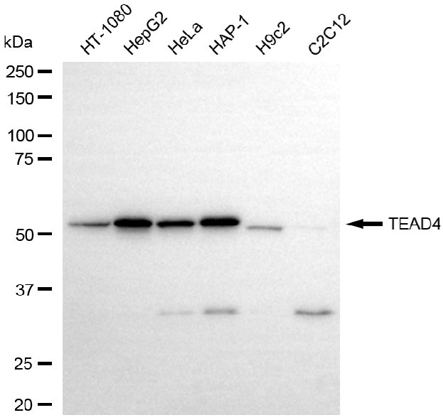 [KD Validated] Anti-TEAD4 Rabbit mAb [77D69E94]